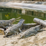 2024-10 - Népal - J11 - Parc National de Chitwan - 030